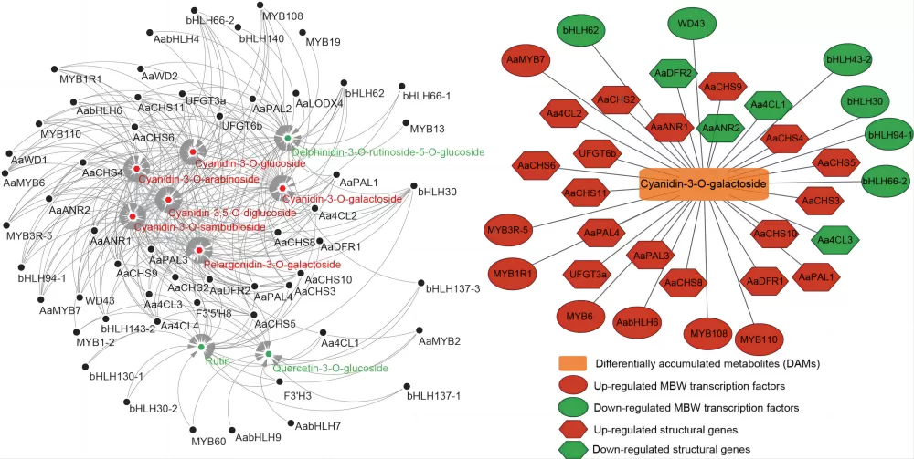 Figure3 Example of gene-metabolite correlation network diagram application